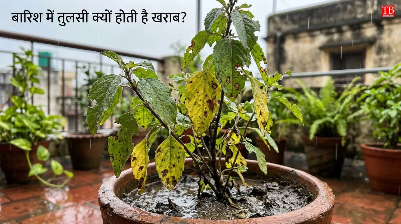 बारिश में तुलसी का पौधा क्यों हो जाता है खराब?