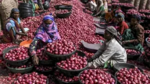 Onion Price Update: MSP