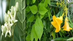 Vastu Tips for Sawan