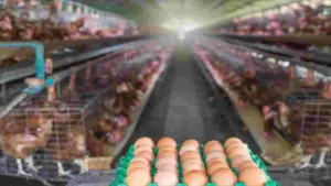 Egg Price Hike: Eggs