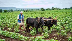 AHSKY: 94,000 Farmers Declared