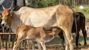 Mini Nandini Yojana: Government