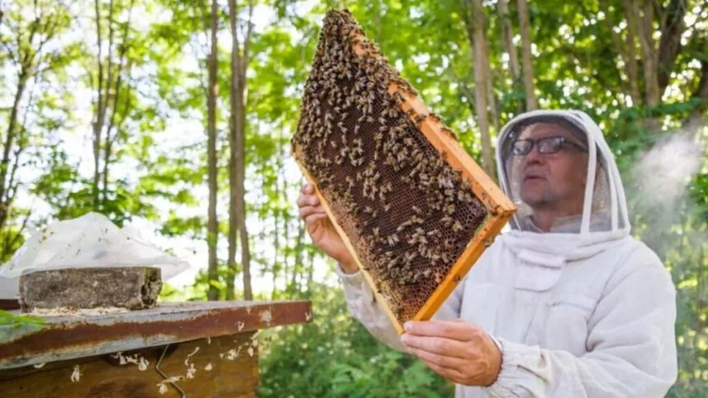 Beekeepers